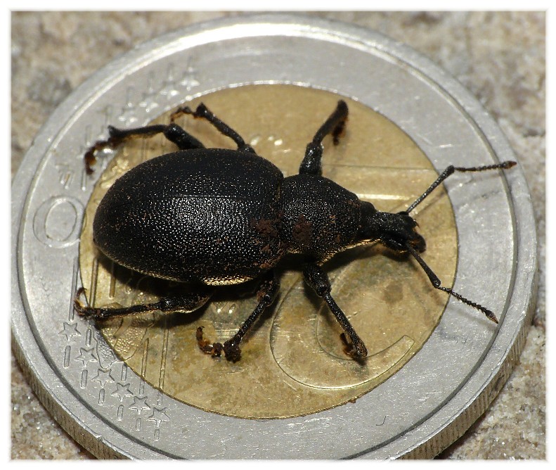 Otiorhynchus del Gargano da determinare